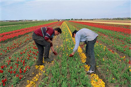 Men working harvesting in the tulip fields at Nordwijkerhout in Holland, Europe Stock Photo - Rights-Managed, Code: 841-02903429