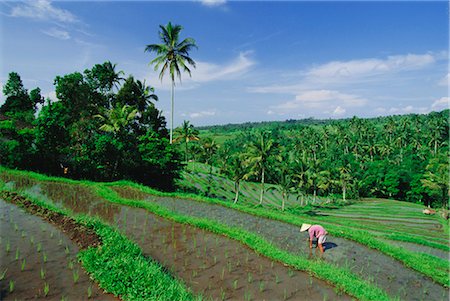 rural indonesia - Planting rice, Bali, Indonesia, Asia Stock Photo - Rights-Managed, Code: 841-02903493