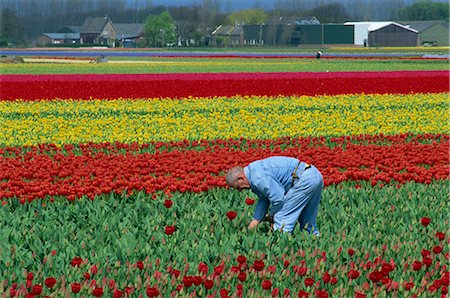 Tulip fields near Keukenhof, Holland, Europe Stock Photo - Rights-Managed, Code: 841-02914802