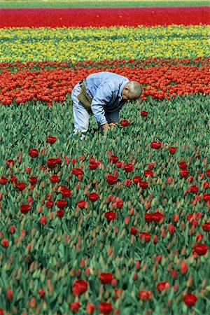 Man working in tulip fields, near Keukenhof, Holland, Europe Stock Photo - Rights-Managed, Code: 841-02914803