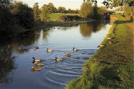 simsearch:841-02916154,k - Ducks swimming in the Worcester and Birmingham canal, Astwood locks, Hanbury, Worcestershire, Midlands, England, United Kingdom, Europe Stock Photo - Rights-Managed, Code: 841-02915272
