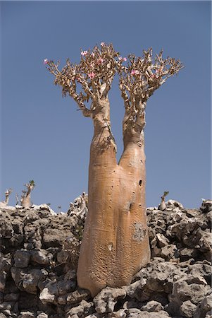 Bottle-tree (desert rose) (adenium obesum) endemic to island, Diksam Plateau, central Socotra Island, Yemen, Middle East Stock Photo - Rights-Managed, Code: 841-02915899