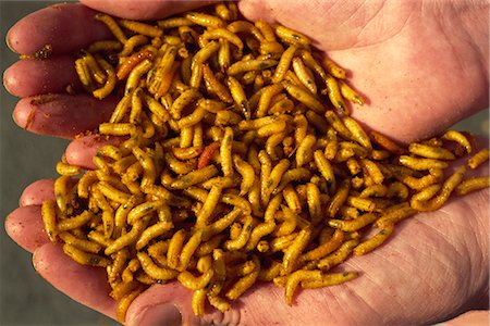 Maggots for fishing bait, bred on maggot farm, dyed yellow by dye added to offal feed, Nottingham, Nottinghamshire, England, United Kingdom, Europe Stock Photo - Rights-Managed, Code: 841-02915938