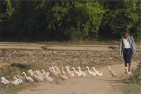 farm animals ducks - Duck farmer crossing road with ducks near Wan Sai Village (Aku tribe), Kengtung (Kyaing Tong), Shan state, Myanmar (Burma), Asia Stock Photo - Rights-Managed, Code: 841-02916953
