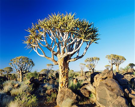 quiver tree - Quivertrees (Kokerbooms) in the Quivertree Forest (Kokerboowoud) near Keetmanshoop, Namibia Stock Photo - Rights-Managed, Code: 841-02917904