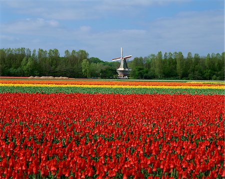 Field of tulips with a windmill in the background, near Amsterdam, Holland, Europe Stock Photo - Rights-Managed, Code: 841-02918377