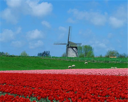 Field of tulips with grazing sheep and a windmill in the background, near Amsterdam, Holland, Europe Stock Photo - Rights-Managed, Code: 841-02918380