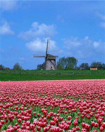 Field of tulips in front of a windmill near Amsterdam, Holland, Europe Stock Photo - Rights-Managed, Code: 841-02918381