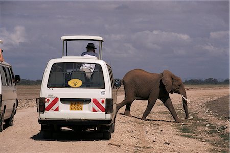 simsearch:841-02918817,k - Tourist safari vehicle and elephant, Amboseli National Park, Kenya, East Africa, Africa Foto de stock - Con derechos protegidos, Código: 841-02919022
