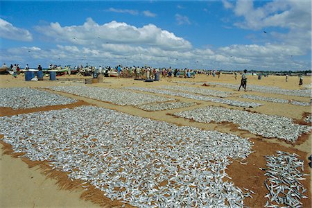 Fishing beach and market, Negombo, Sri Lanka Stock Photo - Rights-Managed, Code: 841-02919041