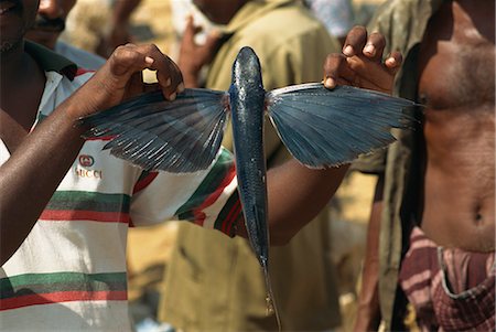 Flying fish, fish market on beach, Negombo, Sri Lanka, Asia Stock Photo - Rights-Managed, Code: 841-02919042