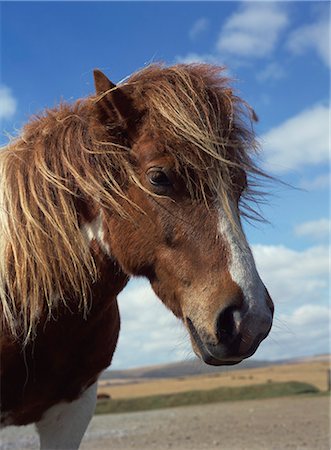 pony - Dartmoor pony, Devon, England, United Kingdom, Europe Stock Photo - Rights-Managed, Code: 841-02919152