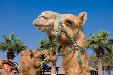 Camel, Sealine Beach Resort, Qatar, Middle East Stock Photo - Rights-Managed, Code: 841-02919543