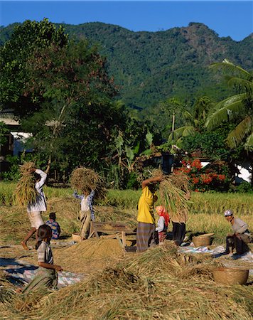 Harvesting rice, Lombok, Indonesia, Southeast Asia, Asia Stock Photo - Rights-Managed, Code: 841-02919911