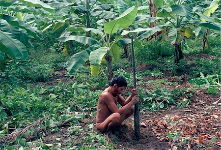 simsearch:841-02709392,k - Yanomami man using traditional digging stick, Brazil, South America Stock Photo - Rights-Managed, Code: 841-02924018