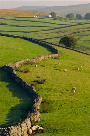 simsearch:841-02707104,k - Murs en pierre et des moutons, près de Ribblehead, Yorkshire, Angleterre, Royaume-Uni, Europe Photographie de stock - Rights-Managed, Code: 841-02924239