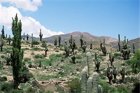 Cardones growing in the altiplano desert near Tilcara, Jujuy, Argentina, South America Stock Photo - Rights-Managed, Code: 841-02925438
