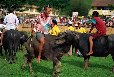 simsearch:841-02925433,k - Buffalo racing held annually at Kota Belud at the Tamu or Sunday market where buffalo sales held weekly, in Sabah, Malaysia, Borneo, Southeast Asia, Asia Stock Photo - Rights-Managed, Code: 841-02925433