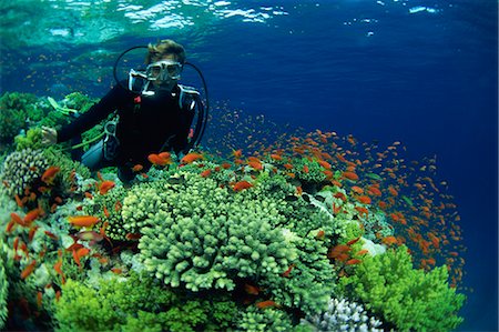 Diver with Anthias fish swimming around hard coral, Laguna Reef, Straits of Tiran, Red Sea, Egypt, North Africa, Africa Stock Photo - Rights-Managed, Code: 841-02925444