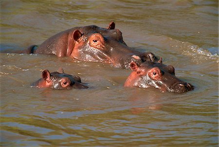 Hippos (Hippopotamus amphibius) relaxing in the Mara River, Masai Mara, Kenya, East Africa, Africa Stock Photo - Rights-Managed, Code: 841-02925462