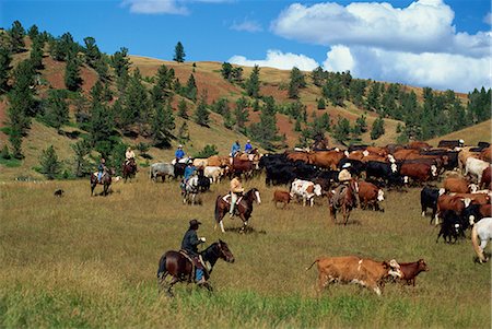 Cattle round-up in high pasture, Lonesome Spur Ranch, Lonesome Spur, Montana, United States of America, North America Stock Photo - Rights-Managed, Code: 841-02925525