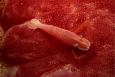 simsearch:841-02925433,k - Shrimp living on the skin of a spanish dancer nudibranch, Sabah, Malaysia, Borneo, Southeast Asia, Asia Stock Photo - Rights-Managed, Code: 841-02925618