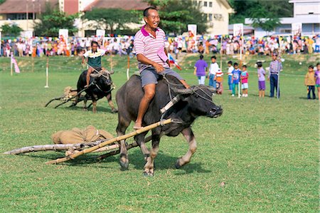 simsearch:841-02925433,k - Racing buffalo pulling plough at Kota Belud festival in November, Sabah, Malaysia, island of Borneo, Southeast Asia, Asia Stock Photo - Rights-Managed, Code: 841-02925623