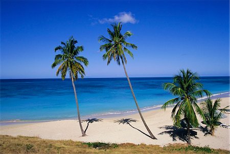 simsearch:841-02722953,k - Palmiers sur la plage, Antigua, Antilles, Caraïbes, Amérique centrale Photographie de stock - Rights-Managed, Code: 841-02925643