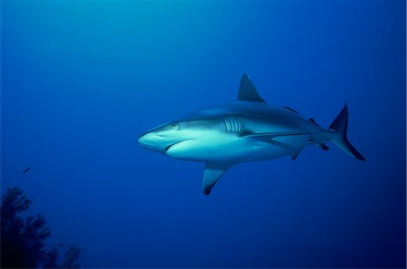 sudan - Grey reef shark (Carcharhinus amblyrynchos), Red Sea, Sudan, Africa Stock Photo - Rights-Managed, Code: 841-02920277