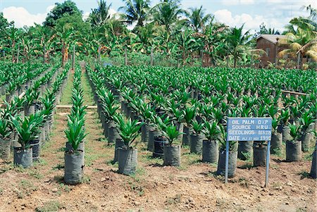 sabah - Oil palm saplings (Elaeis Guineensis), Sabah, Borneo, Malaysia, Southeast Asia, Asia Stock Photo - Rights-Managed, Code: 841-02920292