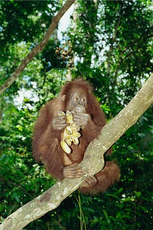 Orangutan (Pongo pygmaeus) sits in a tree eating bananas, Sepilok Sanctuary, Sandakan, Sabah, Borneo, Malaysia, Asia Stock Photo - Rights-Managed, Code: 841-02920304