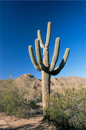 Saguaro cactus (Cereus giganteus), Saguaro National Park (West), Tucson, Arizona, United States of America, North America Stock Photo - Rights-Managed, Code: 841-02920637