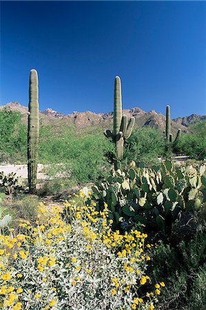 Tall Saguaro cacti (Cereus giganteus) in desert landscape, Sabino Canyon, Tucson, Arizona, United States of America, North America Stock Photo - Rights-Managed, Code: 841-02920643