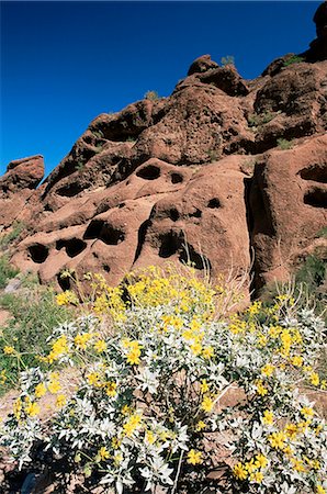 phoenix (arizona) - Desert flora beneath Camelback Mountain, Echo Canyon Recreation Area, Paradise Valley, Phoenix, Arizona, United States of America, North America Stock Photo - Rights-Managed, Code: 841-02920657