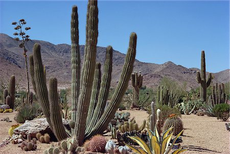 Cactus plants, Arizona, United States of America, North America Foto de stock - Con derechos protegidos, Código: 841-02923935