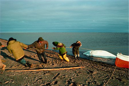 Hauling white whale ashore in order to cuyt it up for blubber and meat, Eskimo whaling camp, taken in the 1970s, Beaufort Sea, Northwest Territories, Canada, North America Stock Photo - Rights-Managed, Code: 841-02923989