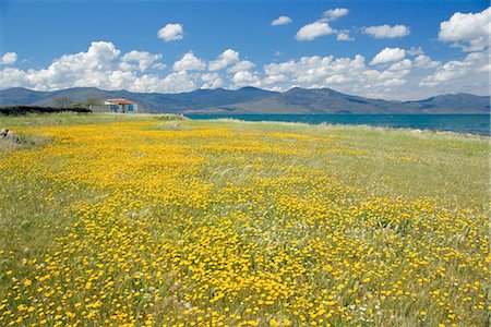 simsearch:841-02722947,k - Field of wild flowers in Spring, Lesbos, Eastern Islands, Greece, Europe Foto de stock - Con derechos protegidos, Código: 841-02944130