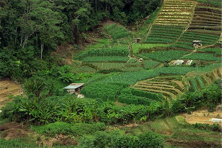 perak - Small fields of crops in the Cameron Highlands in Perak Province, Malaysia, Southeast Asia, Asia Stock Photo - Rights-Managed, Code: 841-02944226