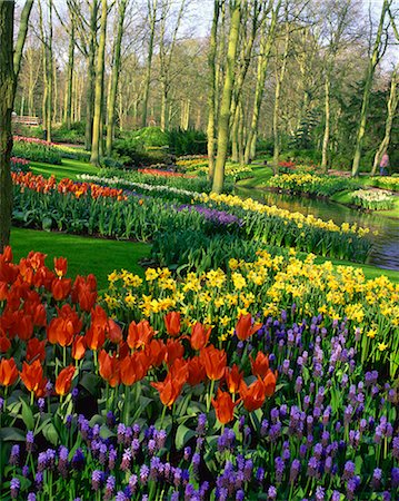 flowers gardens holland - Flowering bulbs on display at the Keukenhof Gardens in Lisse, Holland, Europe Stock Photo - Rights-Managed, Code: 841-02944425