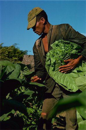 farming in the caribbean - Picking tobacco, Santiago, Dominican Republic, West Indies, Central America Stock Photo - Rights-Managed, Code: 841-02944700