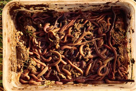 Worms used as bait by molecatcher, United Kingdom, Europe Stock Photo - Rights-Managed, Code: 841-02944815
