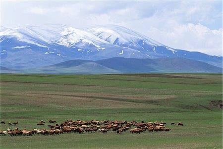 steppe - Flock of sheep, northeast coast of Lake Van, Van area, Anatolia, Turkey, Asia Minor, Eurasia Stock Photo - Rights-Managed, Code: 841-02944899