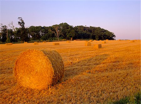 simsearch:841-02707104,k - Hay bales, Suffolk, Angleterre, Royaume-Uni, Europe Photographie de stock - Rights-Managed, Code: 841-02945000