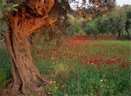 flowers greece - Poppies beneath an old olive tree, on the island of Rhodes, Dodecanese, Greek Islands, Greece, Europe Stock Photo - Rights-Managed, Code: 841-02945132