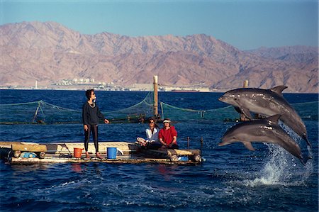 dolphins jumping - Woman blowing whistle to attract leaping dolphins for tourists to view at Dolphin Reef, Eilat, Israel, Middle East Stock Photo - Rights-Managed, Code: 841-02945855