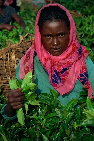 Woman picking leaves for tea, Uganda, East Africa, Africa Stock Photo - Rights-Managed, Code: 841-02945944