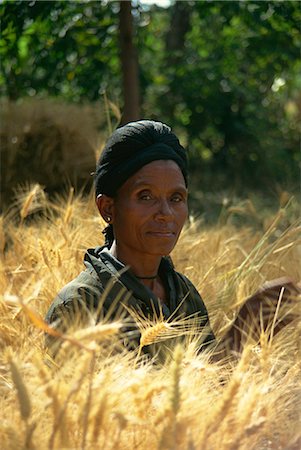 ethiopia and woman and one person - Woman harvesting crops by hand, Soddo, Ethiopia, Africa Stock Photo - Rights-Managed, Code: 841-02945947