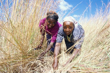simsearch:841-02916982,k - Two women cutting and gathering animal feed crops, Harer, Ethiopia, Africa Foto de stock - Con derechos protegidos, Código: 841-02946106