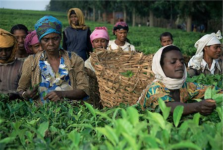 Picking tea on a plantation, Bonga forest, Ethiopia, Africa Stock Photo - Rights-Managed, Code: 841-02946132