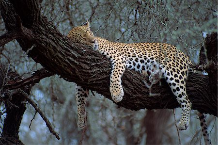 Close-up of a single leopard ( Panthera pardus ), asleep in a tree, Kruger National Park, South Africa, Africa Stock Photo - Rights-Managed, Code: 841-02946693